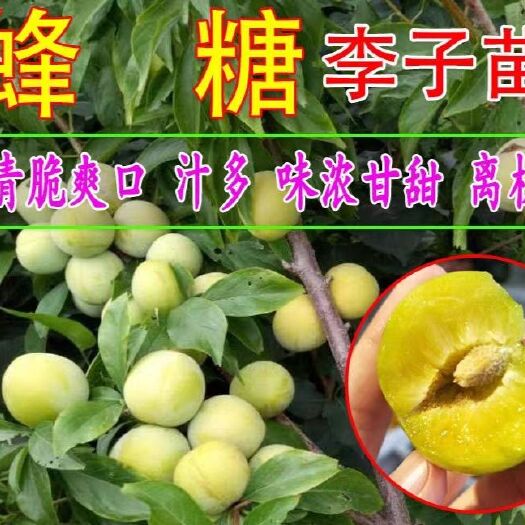 平邑县蜂糖李树苗