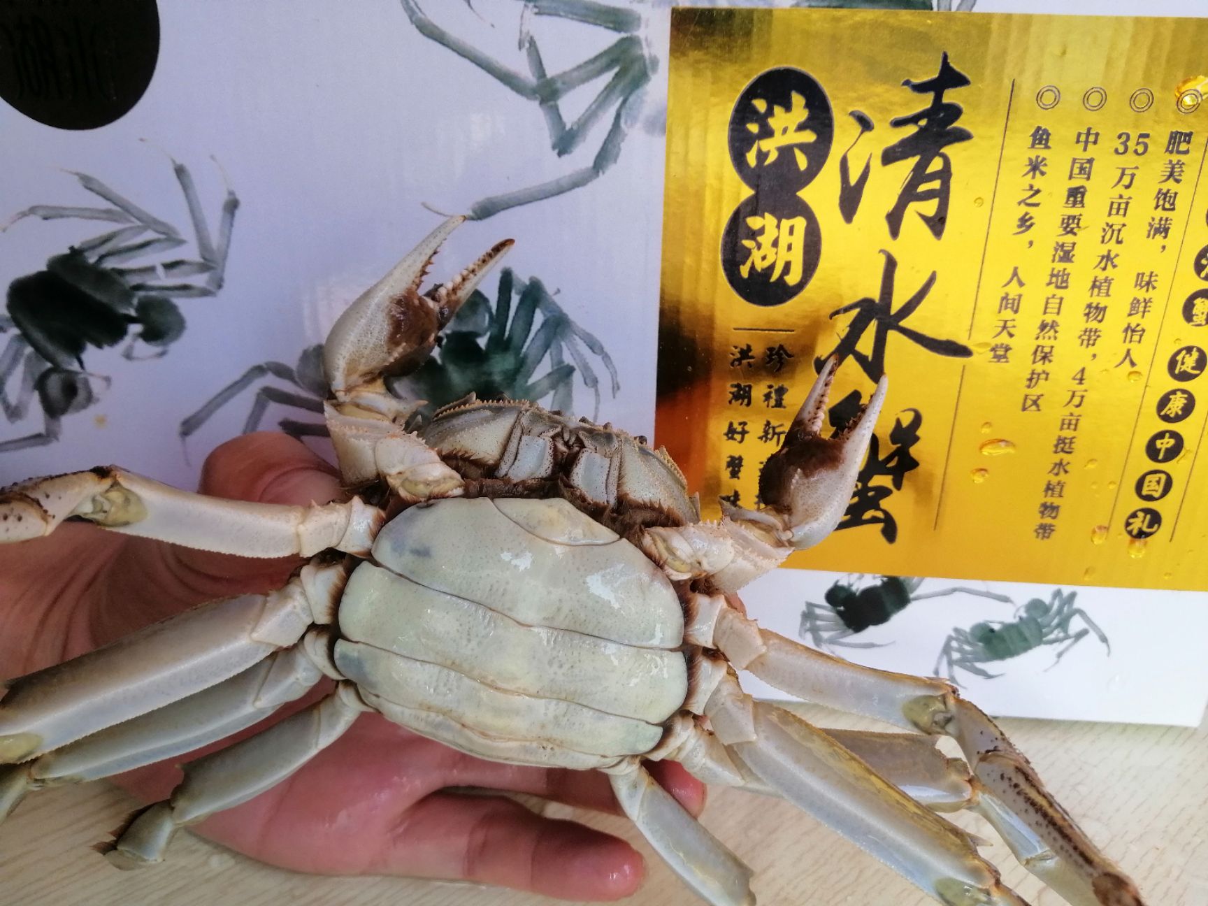 洪湖大闸蟹  山穷水尽疑无蟹，味美鲜肥在洪湖 洪湖清水大闸蟹