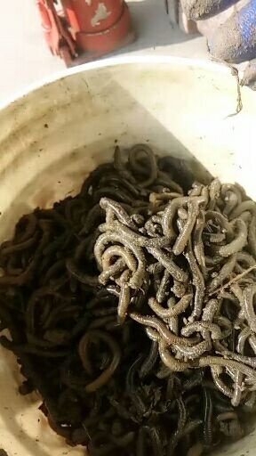 如皋市土地龙 蚯蚓