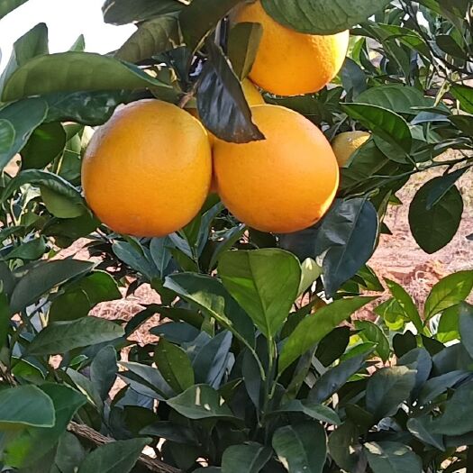 东安县 纽荷尔脐橙准备上市！接受预定