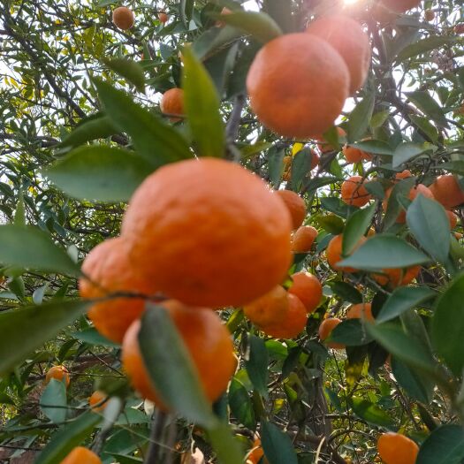 阳新县古红橘 花果特产常枯