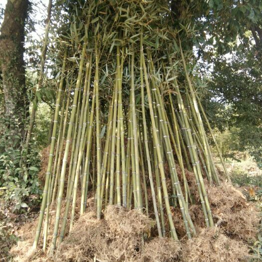 安吉县正宗高节竹种苗地径1~5厘米，如假包赔。