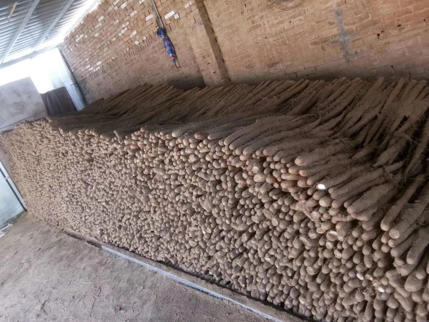  新鲜白玉山药大量上市，价格美丽，品质优