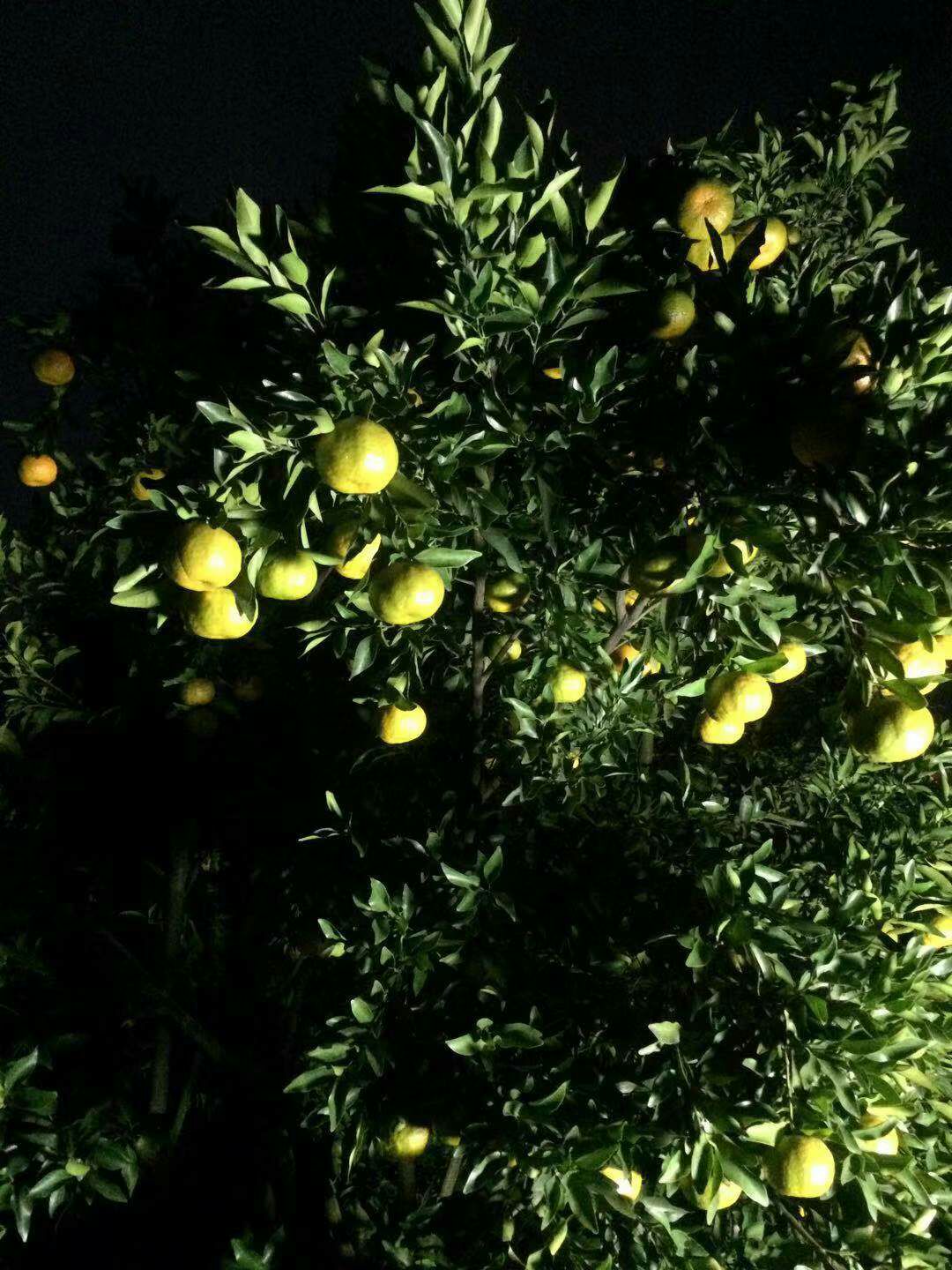  我们这果子是非常漂亮。新上市芦柑质量保障。希望有老板来订购。