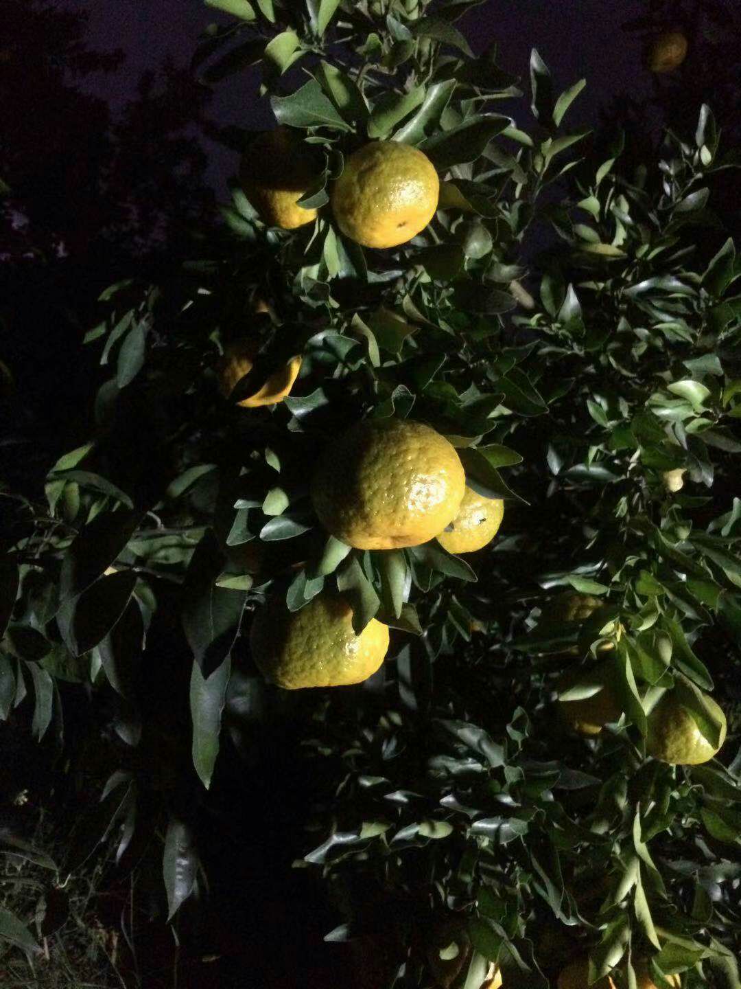  我们这果子是非常漂亮。新上市芦柑质量保障。希望有老板来订购。