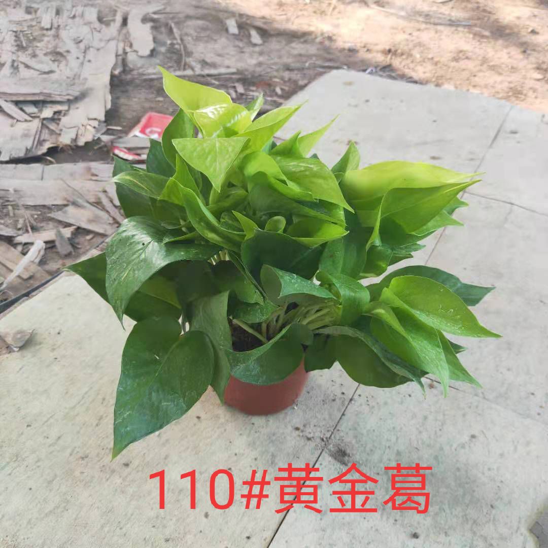 广州基地直销黄金葛四季常青绿萝系列植物创意家庭园艺绿植