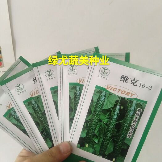 南靖县南方秋延越冬大棚以及早春大棚露天，密刺油亮深绿，弯瓜少。