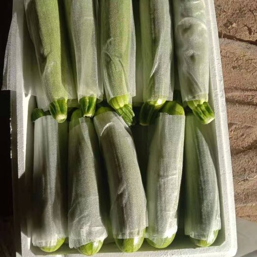 凌源市绿皮西葫芦 精品角瓜大量上市