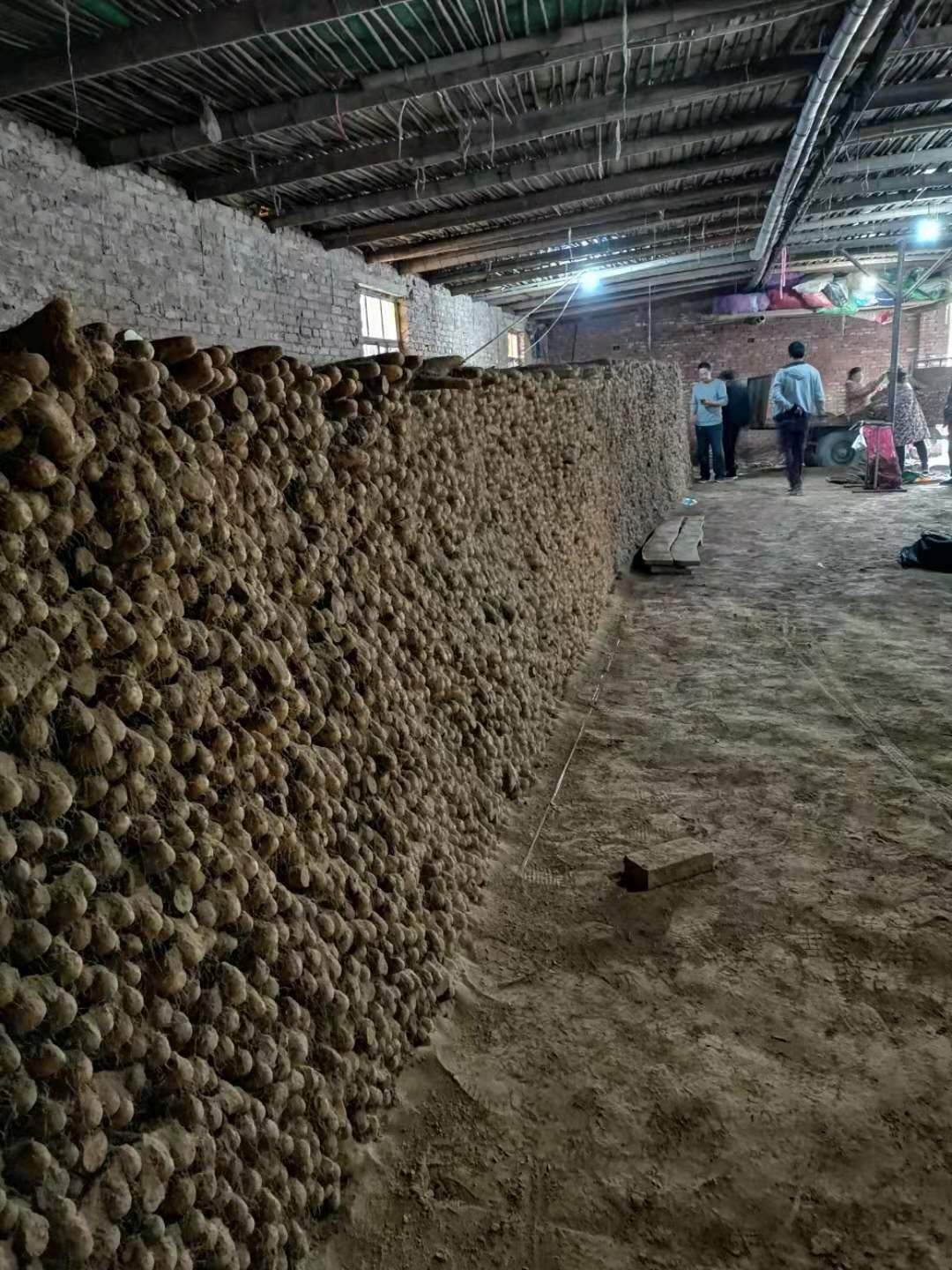  新鲜白玉山药大量上市，价格美丽，品质优