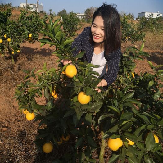 瑞金市 赣南脐橙产地直销量大从优