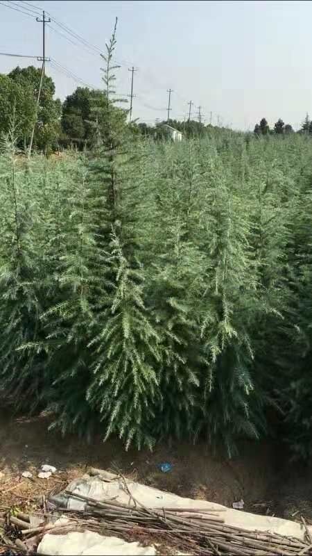 汝南县 万亩雪松种植社  欢迎各位老板采购