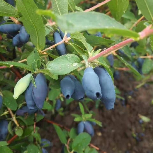 蓝靛果苗品种适合积种植品种保证质量保证纯度