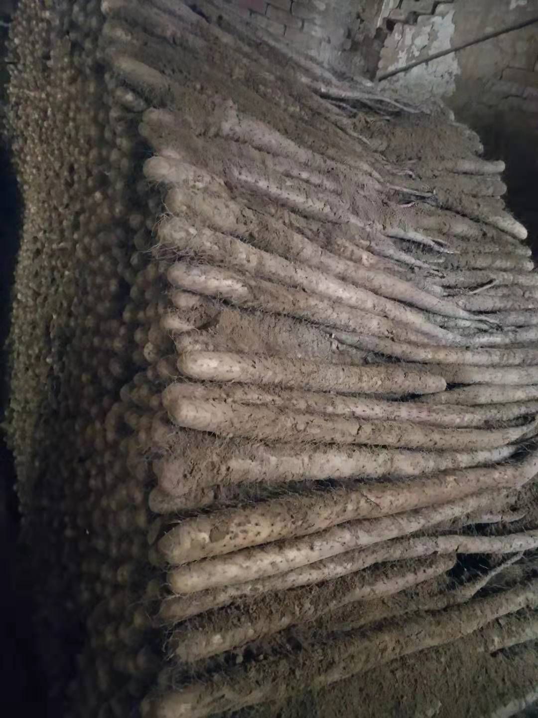  新鲜白玉山药大量上市，价格美丽，品质优