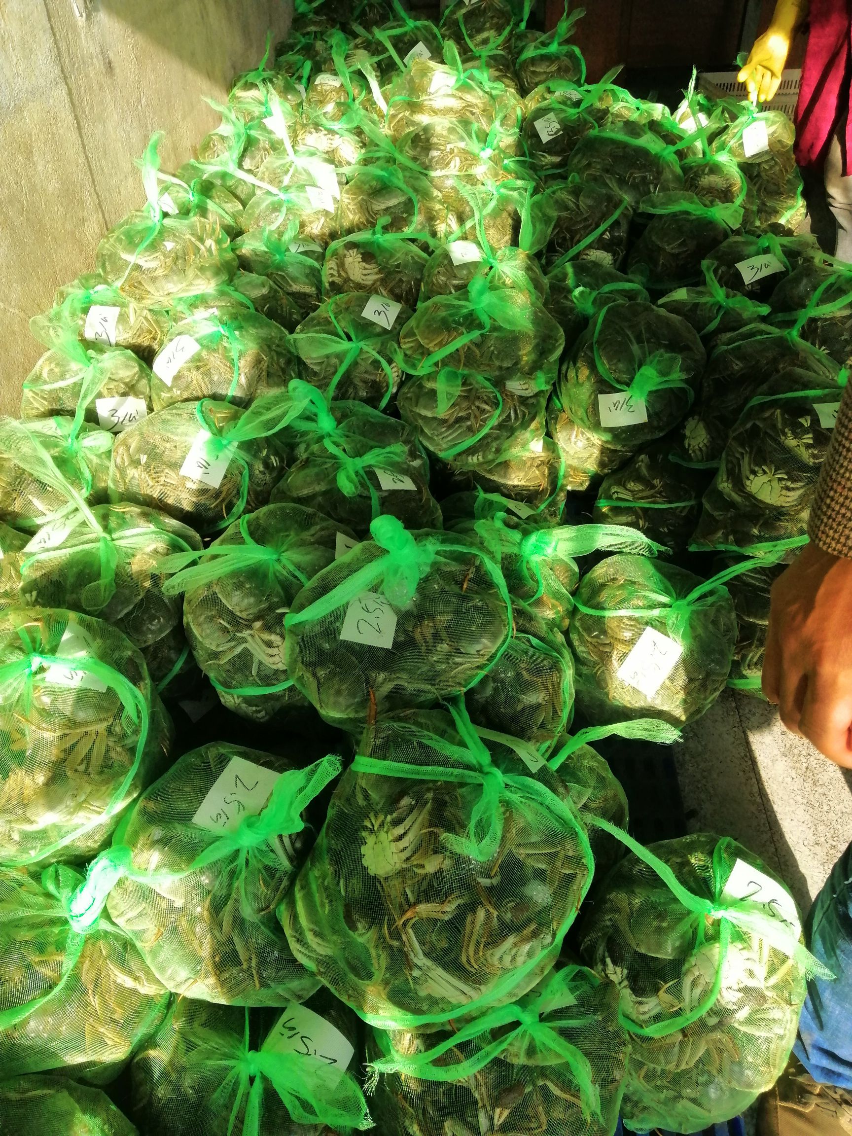 洪湖大闸蟹  山穷水尽疑无蟹，味美鲜肥在洪湖 洪湖清水大闸蟹