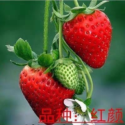 平邑县红颜草莓苗 产量高 现挖保湿发货