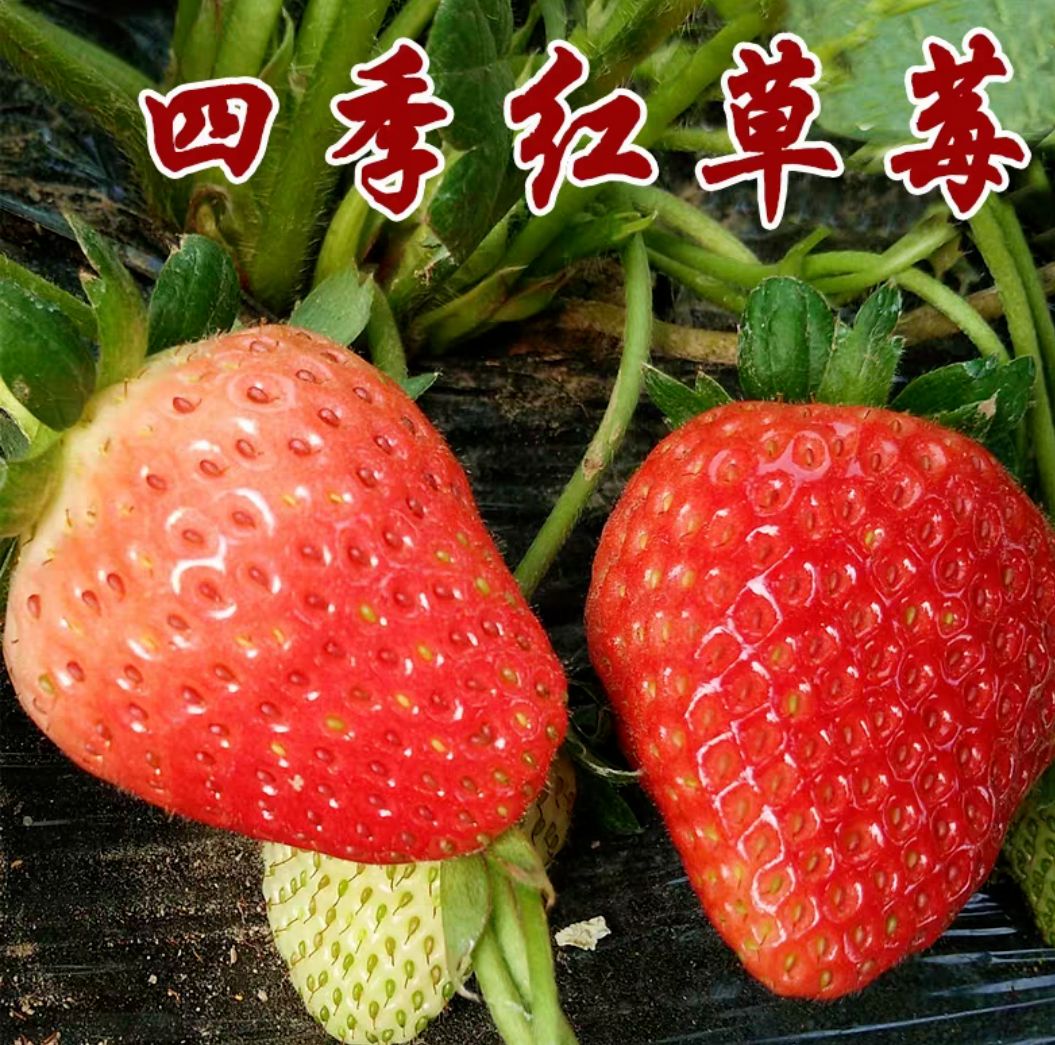ƽ ݮ磬ļݮ籣֤ÿöܽ粹ձ