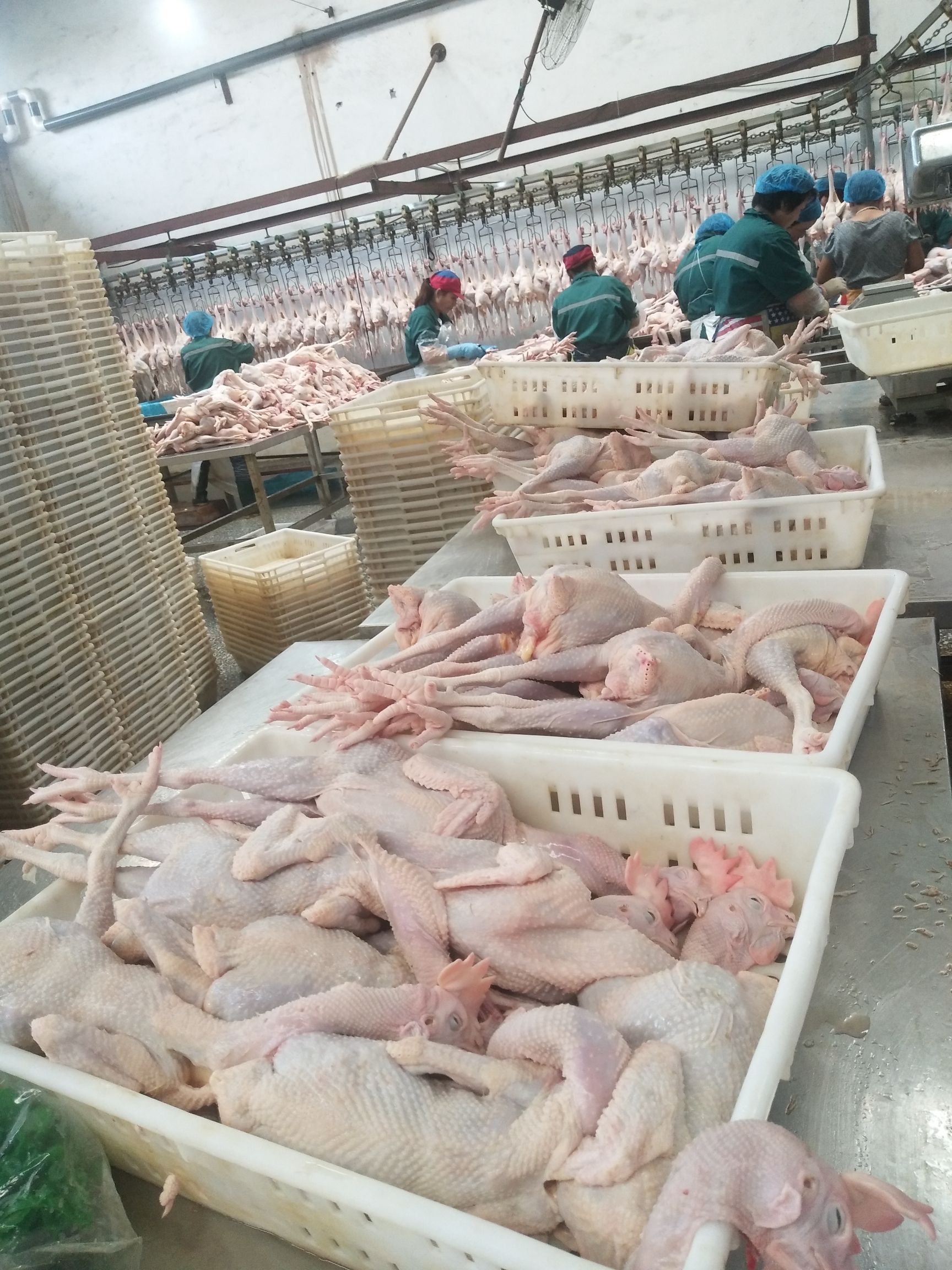 白条鸡  德青源农场谷饲500天以上 老母鸡 汰蛋鸡