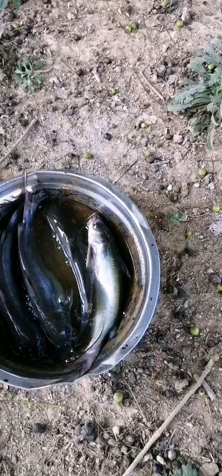 仙桃市斑点叉尾鮰鱼  黑叉尾（黑回苗）成鱼苗种规格齐全，现货供应，长期有效。