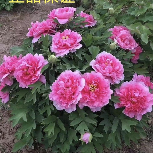 洛阳观赏牡丹  洛阳牡丹四季开花！带花苞出售。重瓣大花朵现要现挖包对版