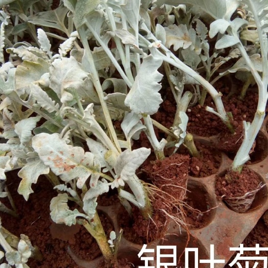 昆明银叶菊小苗基地直销