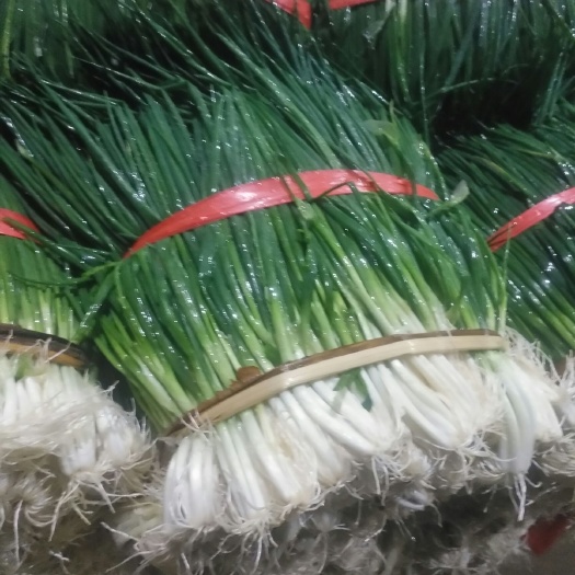 泸西县 小葱 黑葱 分葱 粗管 细管