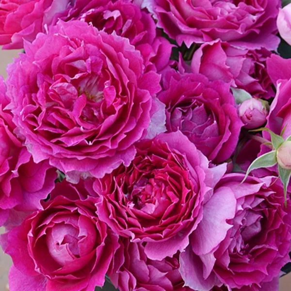 月季苗 月季花苗