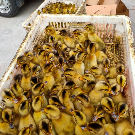 高邮麻鸭苗品种纯正规范防疫供货充足