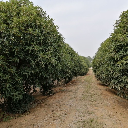 松滋市黄金桂花树 桂花大树