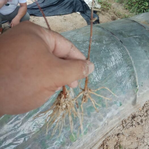 溆浦县湘蕾金银花苗 移动的金银花扦插苗