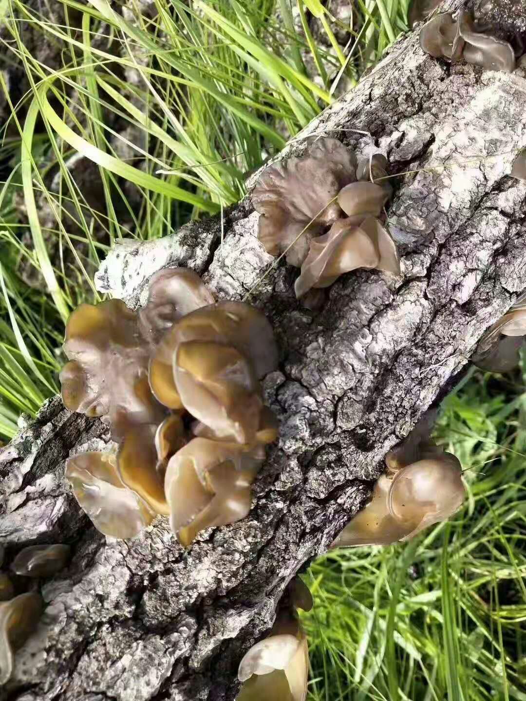  东北黑木耳
