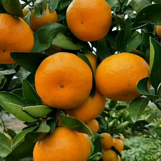 衡阳蜜桔 蜜橘蜜广 蜜橘，产地直销