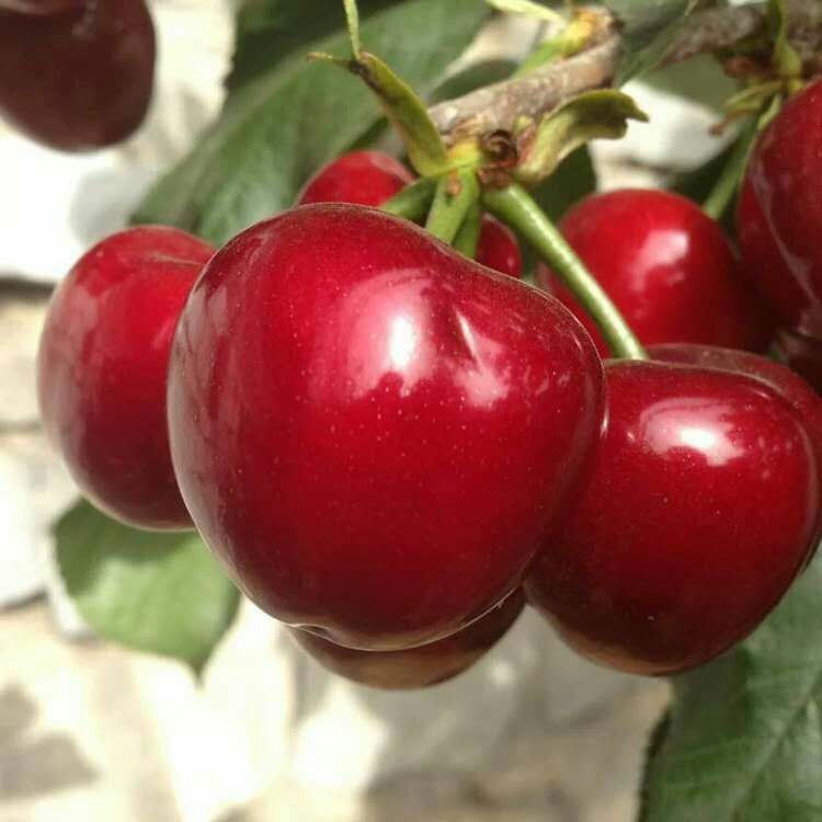 泰安玛瑙红樱桃树苗 假一赔十   包成活   提供技术资料