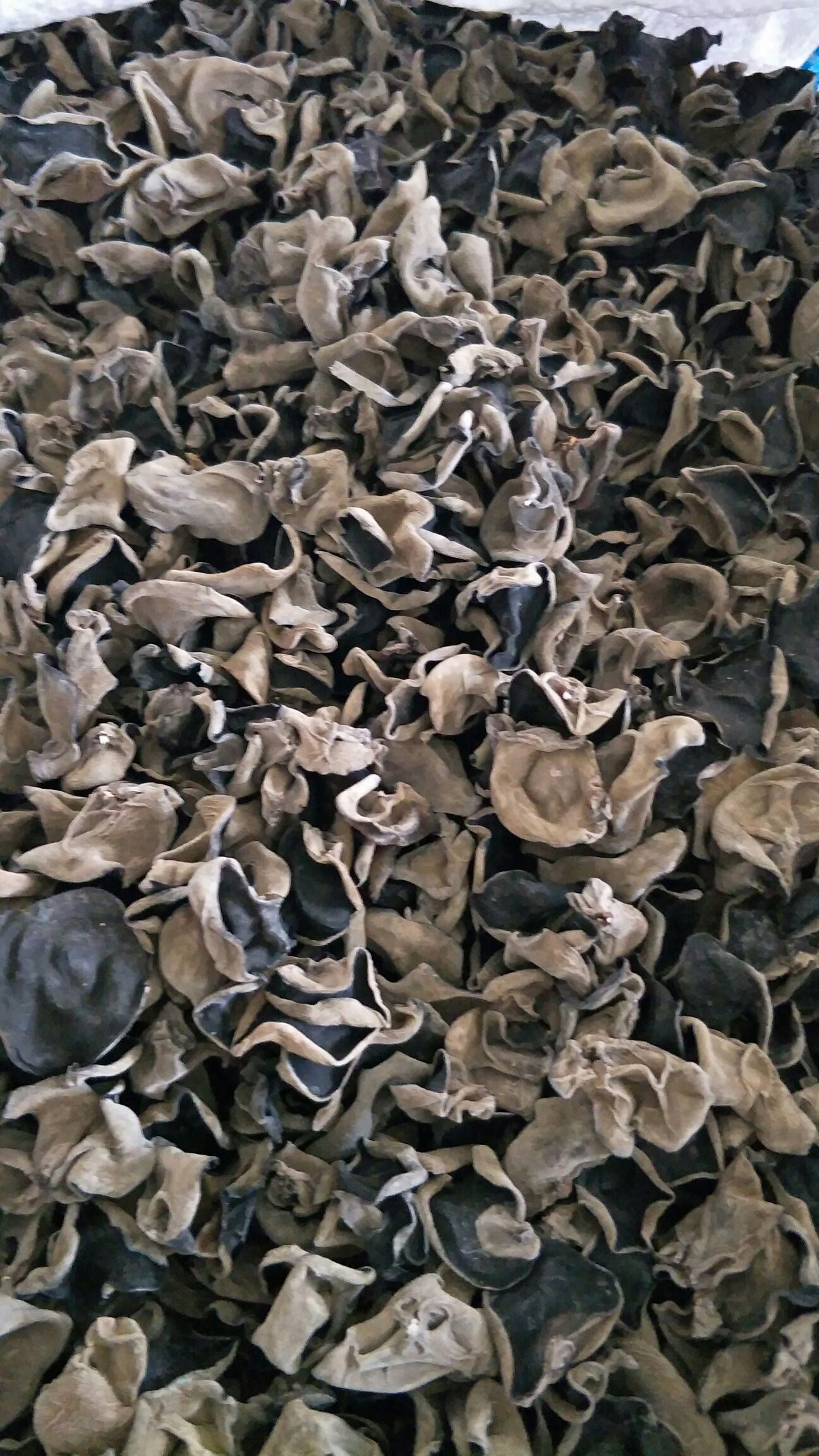  东北黑木耳