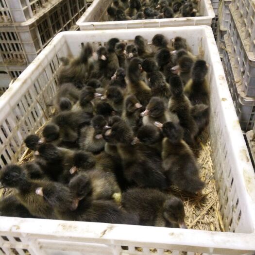 江苏金定蛋鸭苗  蛋出栏快 稳定供货 活禽养殖优选鸭苗品种
