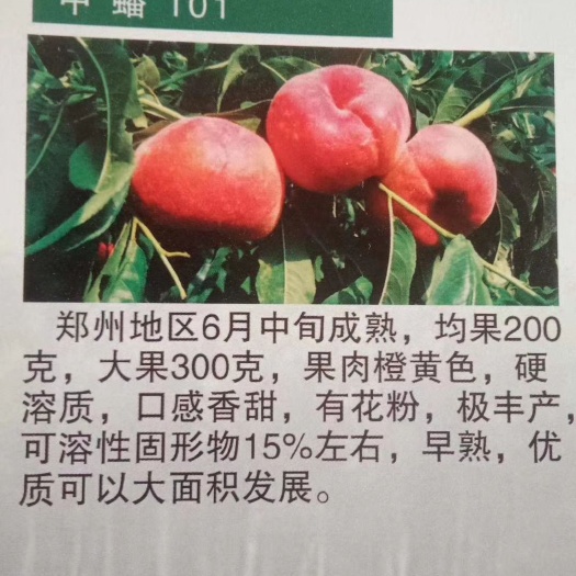 邹城市中蟠17号桃苗  中蟠101桃树苗