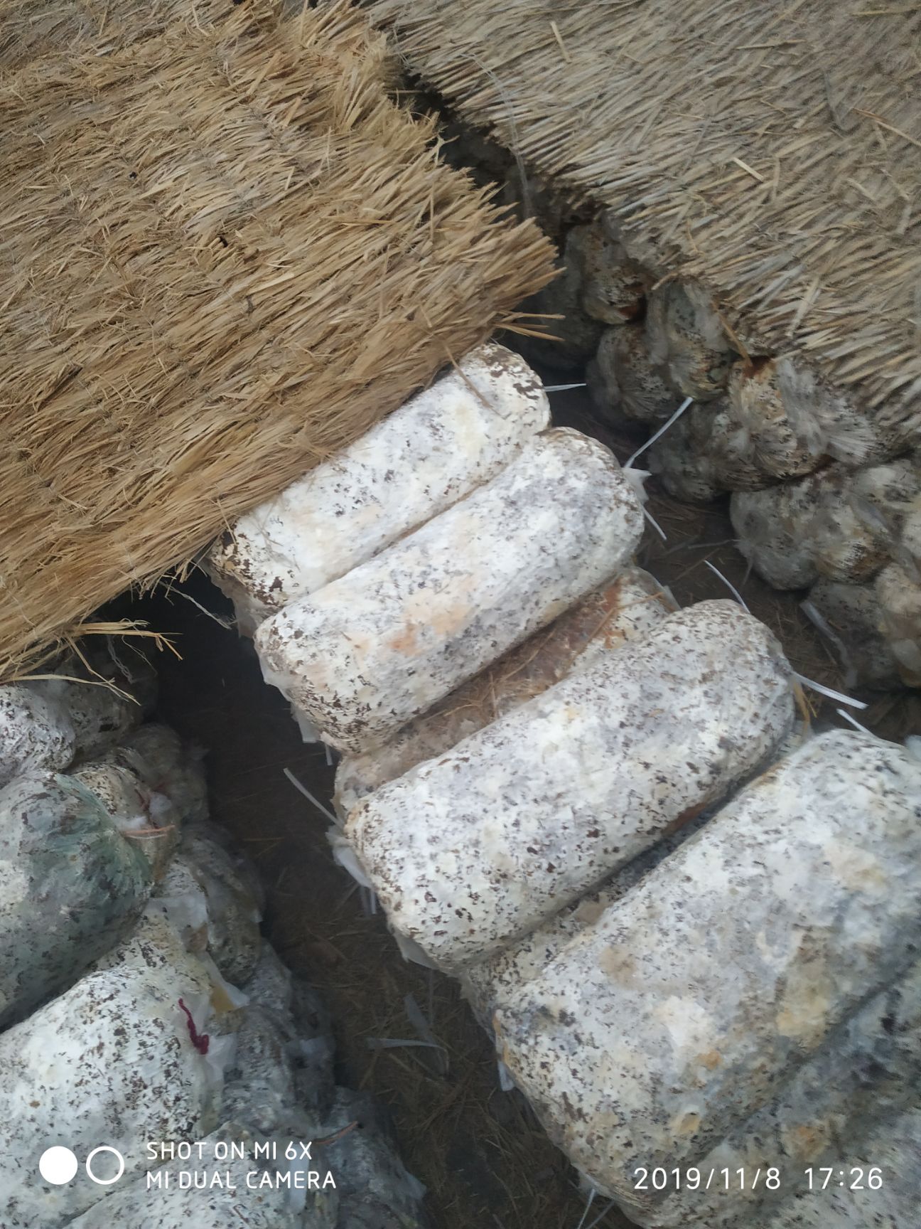  出售大量辉平菇袋，