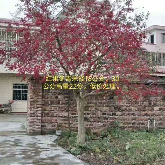 英德市红果冬青