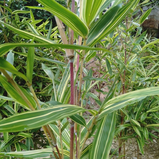 景谷县五彩石竹  七彩虹竹