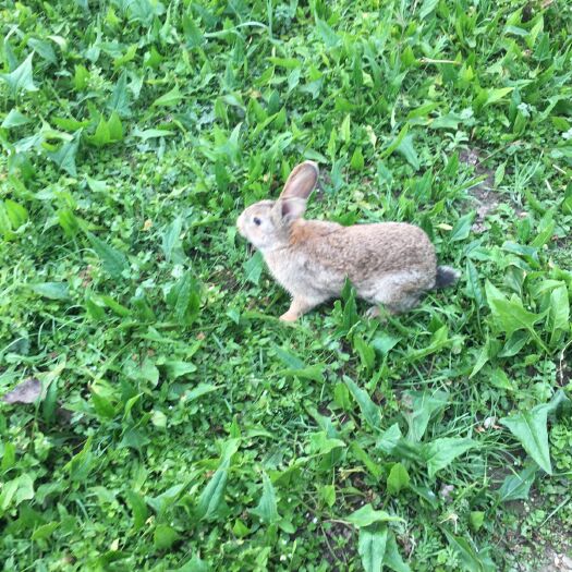 杂交兔  供应杂交奔跑散养菜兔肉兔黄毛褐色毛种兔
