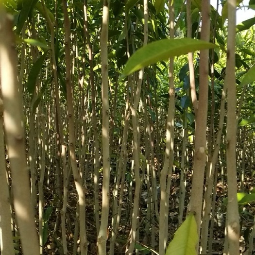 化州市沉香苗