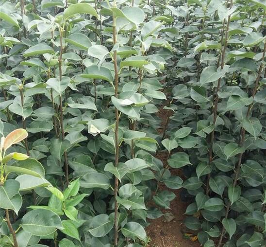 绿宝石梨苗  基地直销  现挖现发货 纯嫁接优质苗