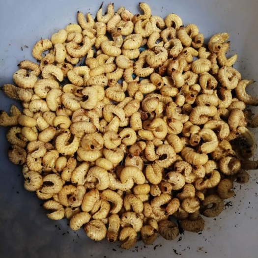 岳阳斗米虫 天然，，活虫子