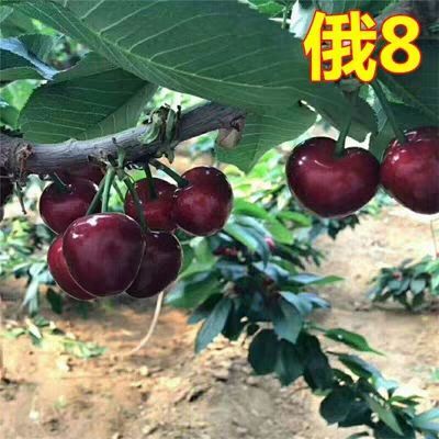 平邑县俄罗斯8号樱桃苗
