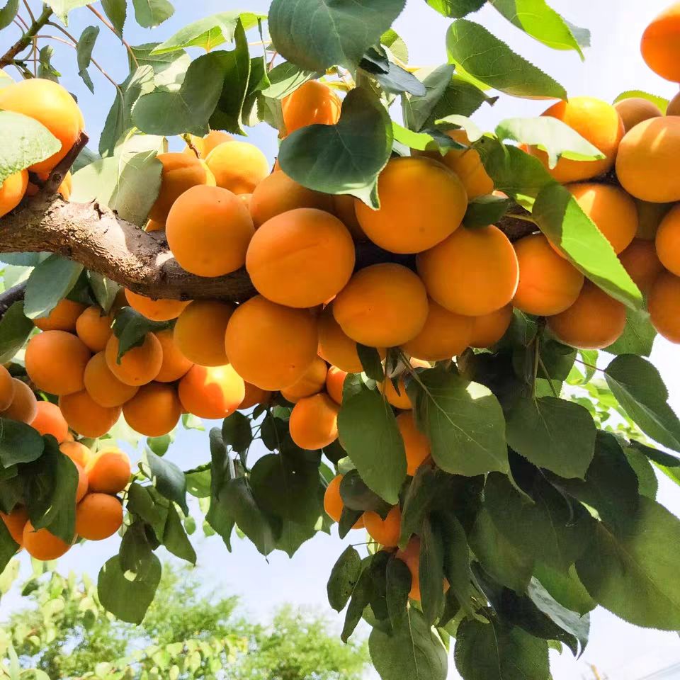 凯特杏树苗 嫁接苗 品种齐全 基地直销 现挖现卖