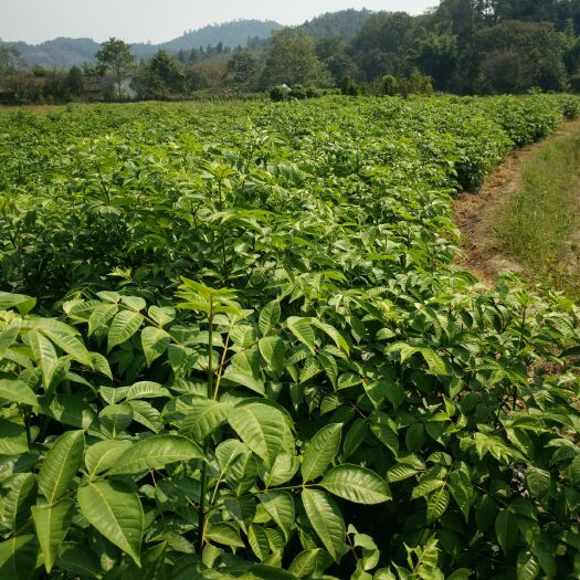 龙南市吴茱萸苗  江西中花吴茱萸扦插苗，品种纯正，苗大枝粗，基地现挖。