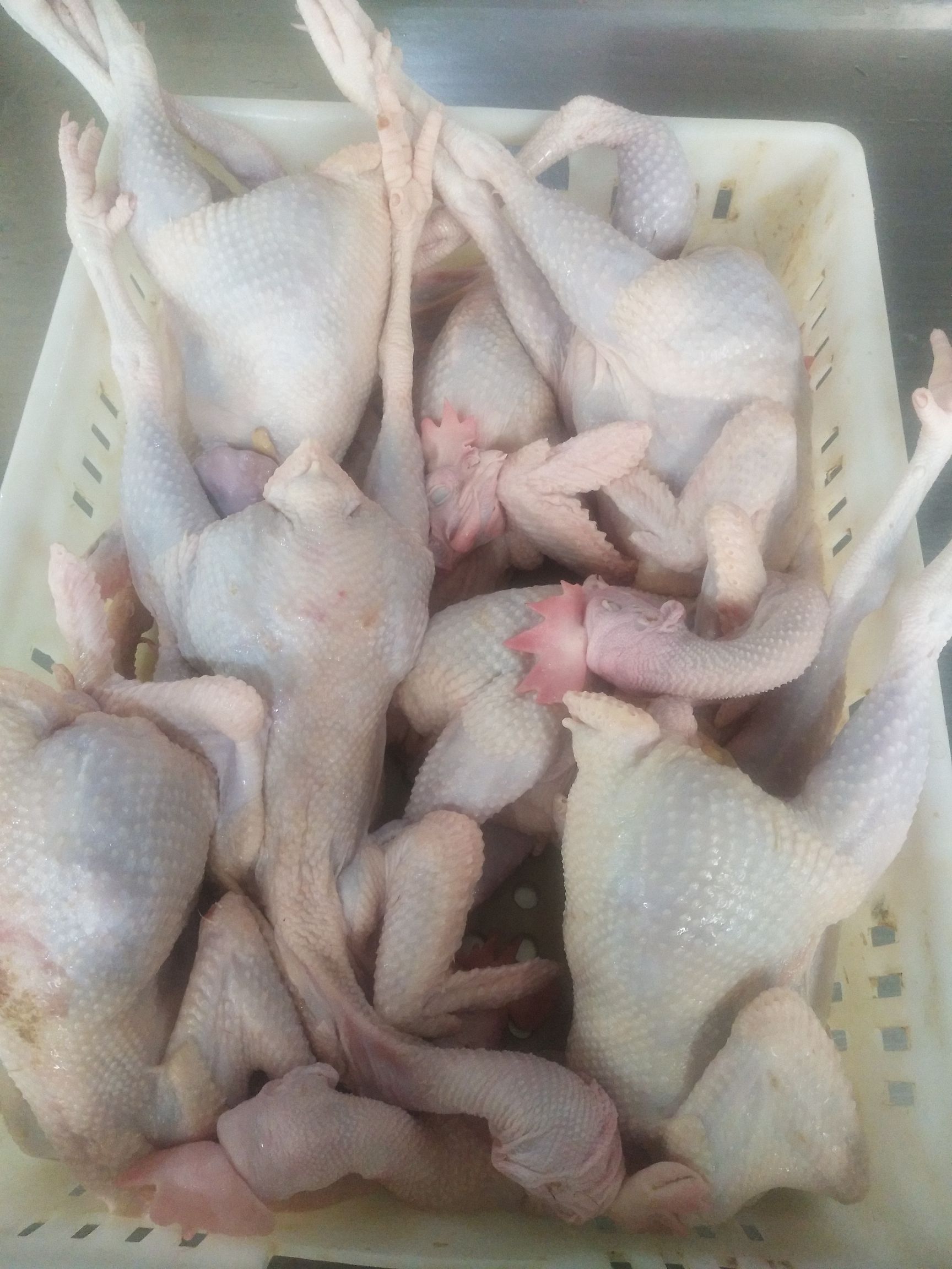 白条鸡  德青源农场谷饲500天以上 老母鸡 汰蛋鸡