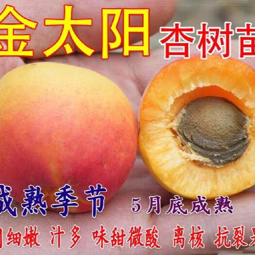 平邑县金太阳杏树苗