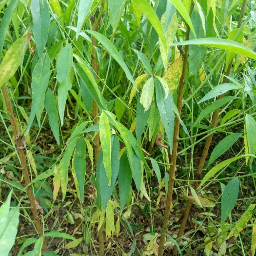 昭通山毛桃树苗 1~1.5米