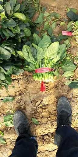 惠民县黑叶菠菜  菠菜，万亩菠菜基地，规格齐全，欢迎采购！