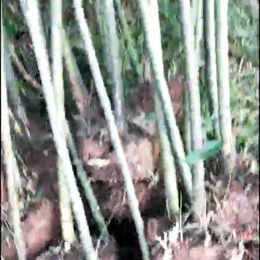 洪雅县楠竹 2-8公分货都有